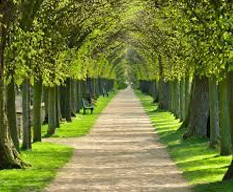 TREE LINED ARCH 233X